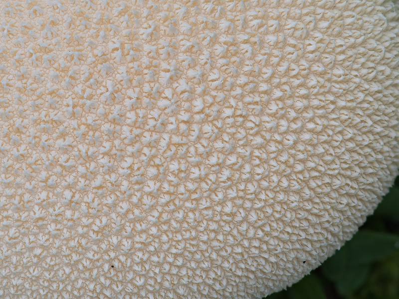 Lycoperdon pratense